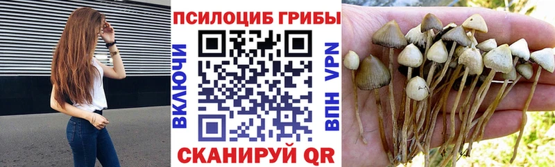 дарнет шоп  Ладушкин  Псилоцибиновые грибы мицелий 